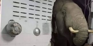 Elephant enters kitchen