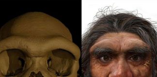 Scientists say new human species ‘Homo longi’