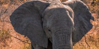 Rogue elephant kills 16 people in India