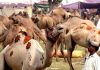 Karachi Asia’s biggest sacrificial Camels market