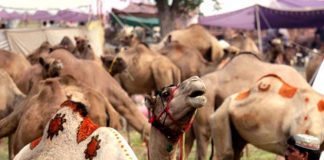 Karachi Asia’s biggest sacrificial Camels market