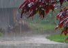 Rain forecast on Sunday: PMD