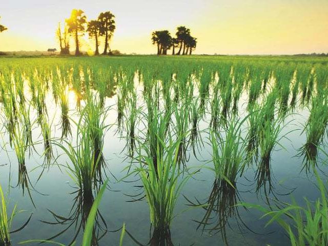Punjab issues Kisan cards to 215 000 farmers