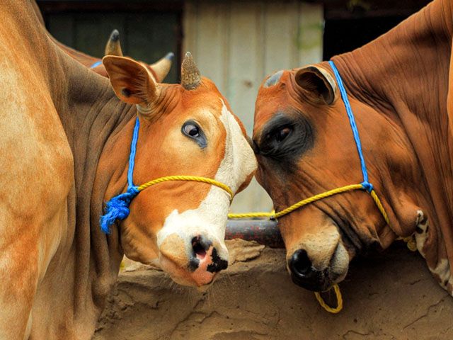 India bans sacrificial animal slaughter in Kashmir