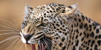 Birthday cake helps escape Indians from leopard