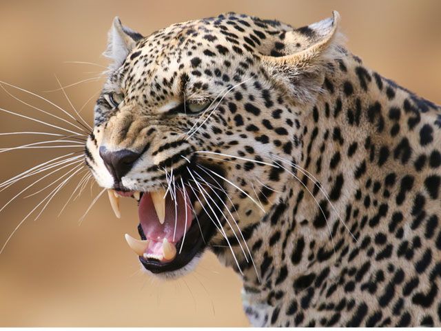 Birthday cake helps escape Indians from leopard - NUT