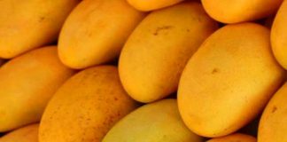 Pak global mango production to generate revenues: Alvi