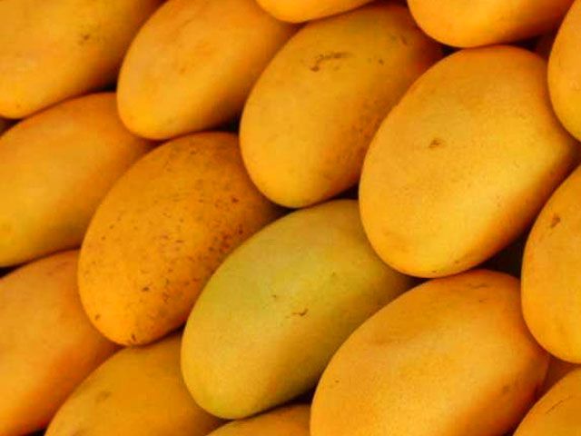 Pak global mango production to generate revenues: Alvi