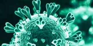 Gene editing blocks virus transmission in human cells